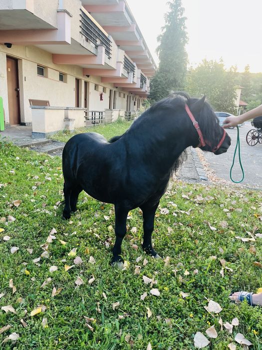 Ponei De vanzare sau pentru monta