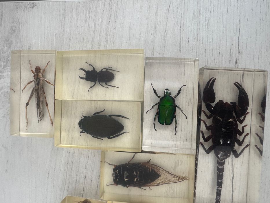Colecție insecte în rășină