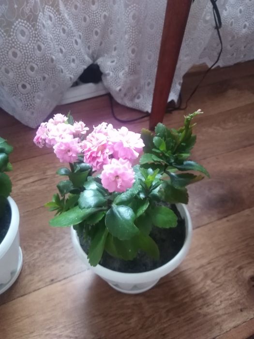 цветы каланхоэ район мичурина