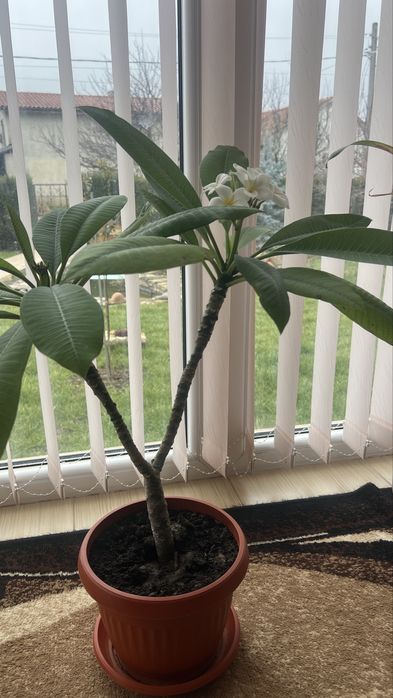 Плумерия/ Plumeria tree