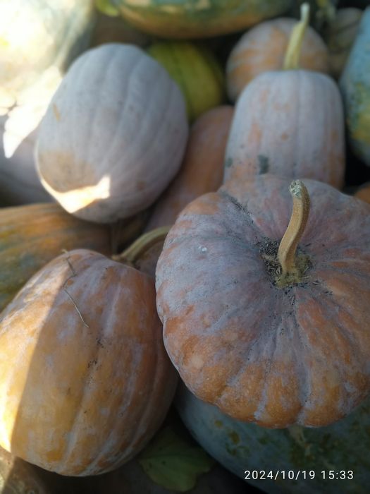 Qovoqlar optom narxlarda