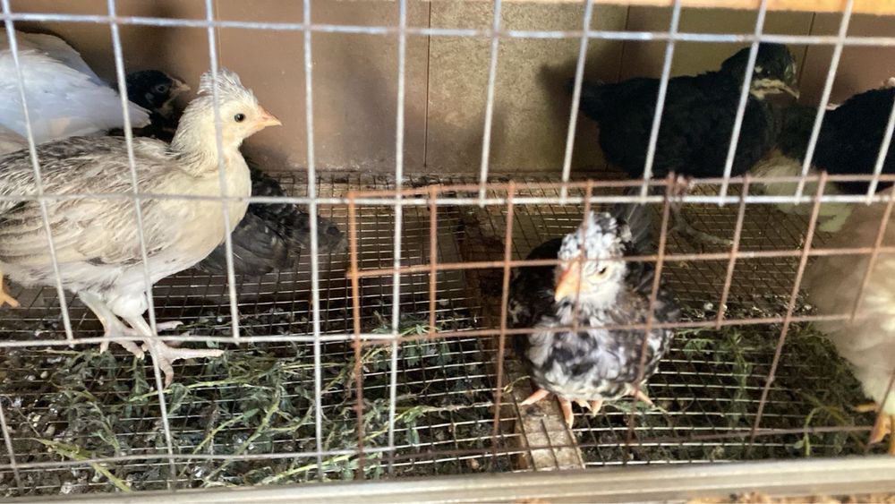 казакы балапандар