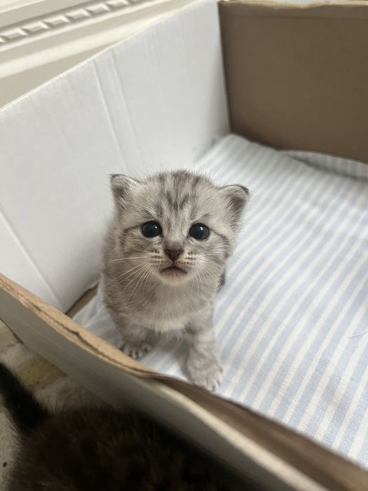 продаж котенка девочку
