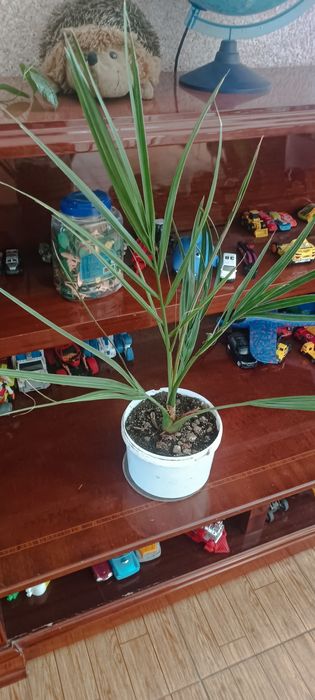 Комнатные цветы. Не дорого