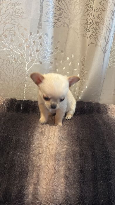 Чихуахуа кучета 2