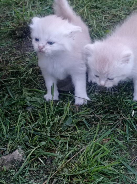 Котята бесплатно
