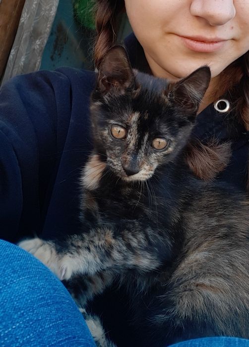Отдам котёнка ДЕВОЧКУ