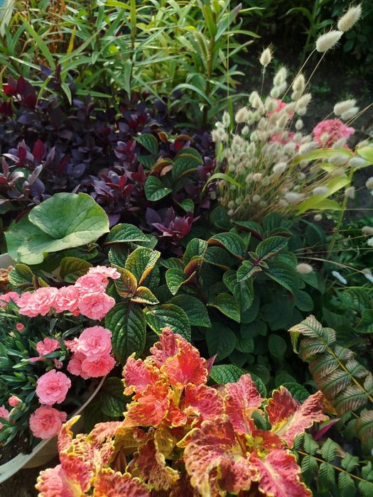 Колеус, крапивка/комнатные растения