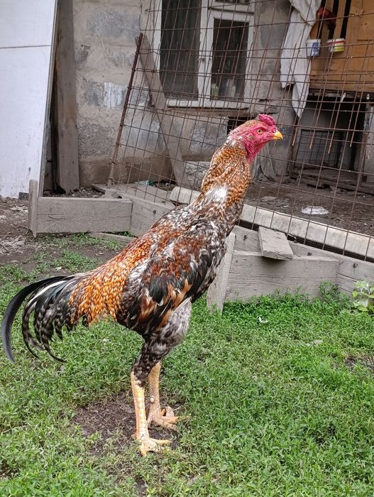 Продам Дакан 11 мес
