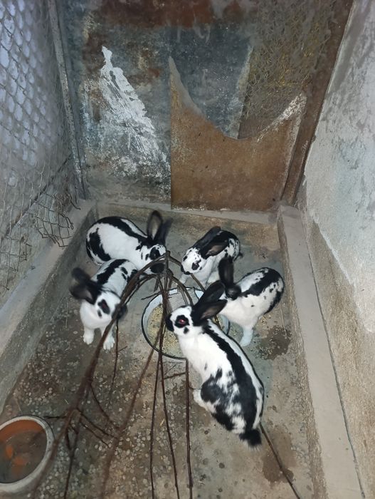 Зайци.на 4 5 месеца