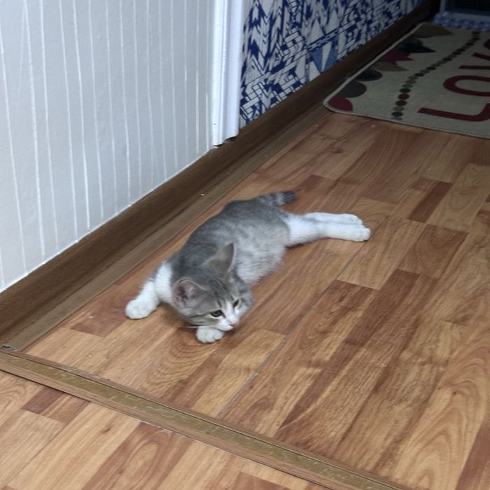 Милашки в подарок !!!