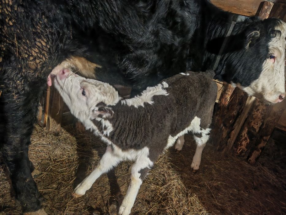 Карова с теленком продам