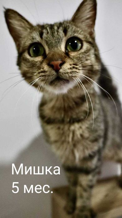 Кошечки и котики в добрые и надёжные руки