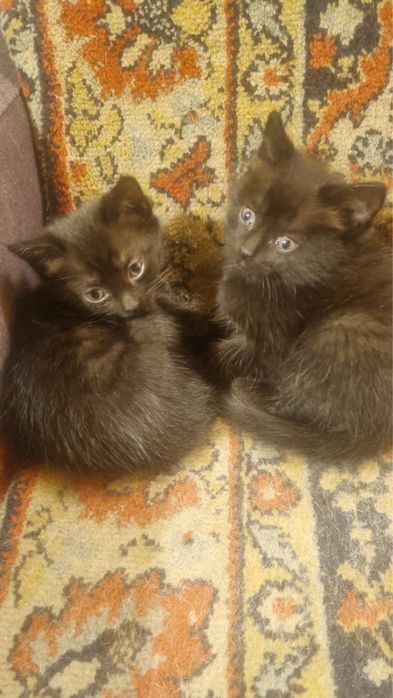 Котенок черный.