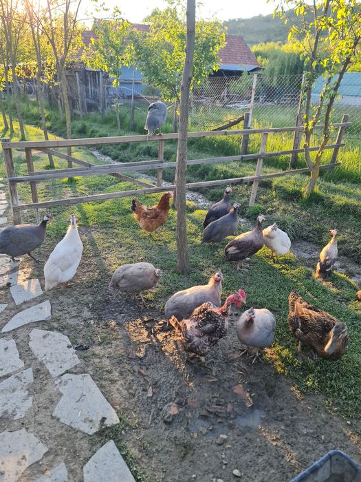 Ouă de bibilică pt incubator/consum