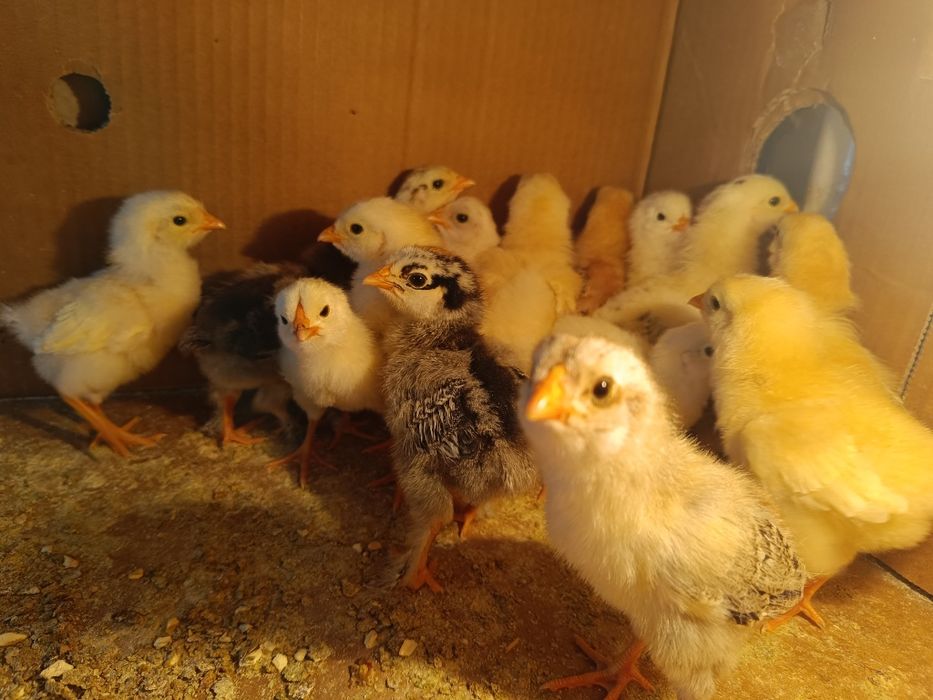 Продам домашних недельных цыплят