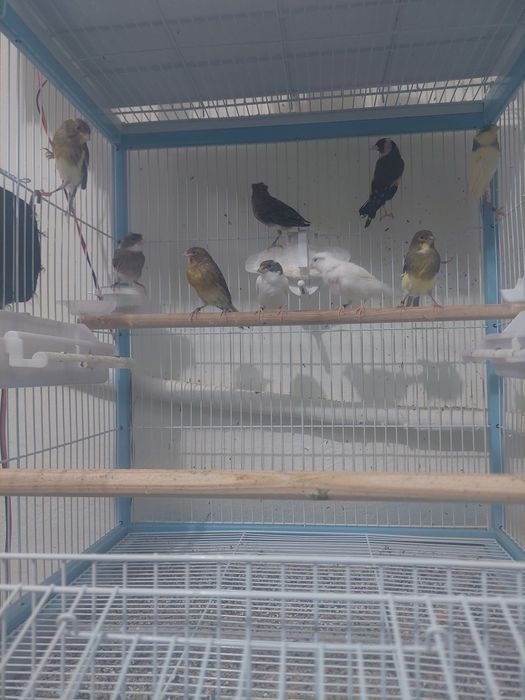 Canari ,pescarusi japonezi și 1 pereche perusi standard