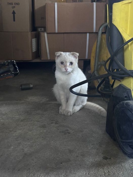 Отдам красивую кошечку