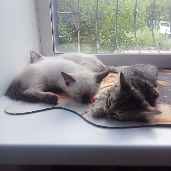 Отдам котят в надёжные добрые руки.