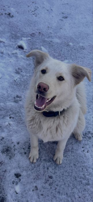 Отдам отличного пса