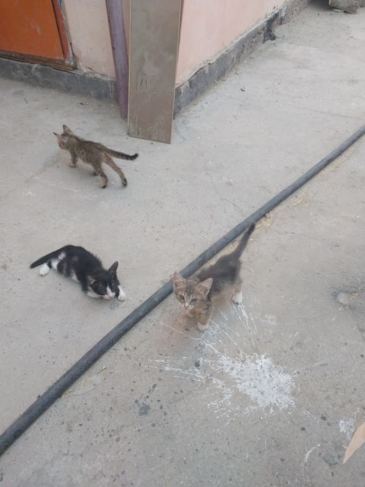 Котята умныекросивое