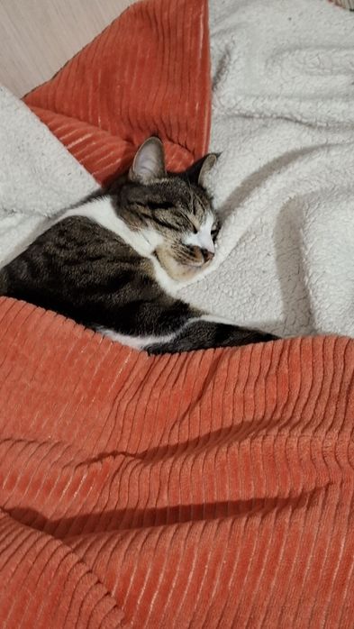 Отдам кота в добрые руки