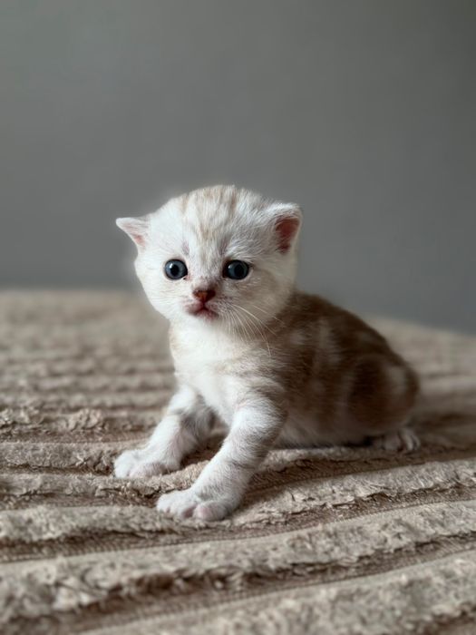 Продам шотланских милых котят