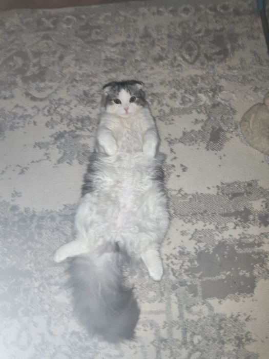 Ищем невесту для вязки