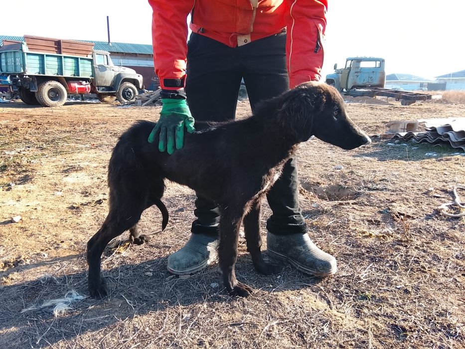 Тазы күшік  сатылады