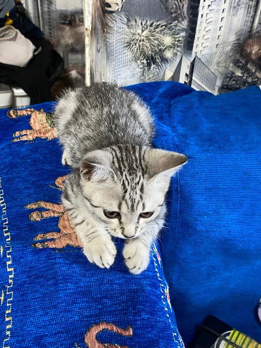 Прадаеться катенок срочно
