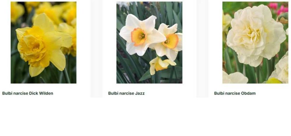 Buldi de narcise, lalele, branduse si altele - engros si endetail
