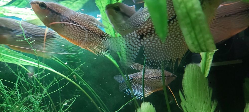 Продам аквариумных рыб