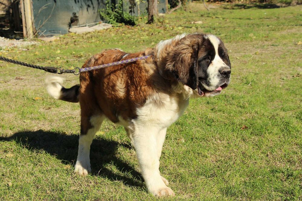 Момиче Санбернар