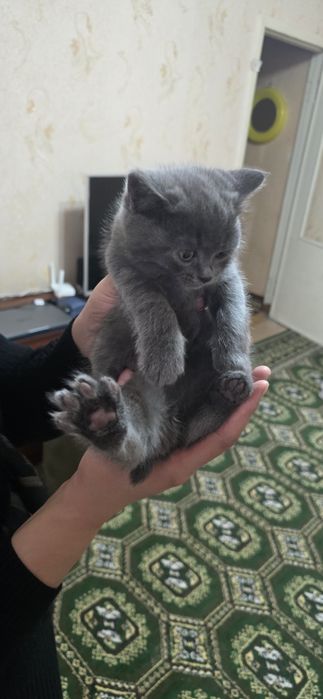 Mushuk bolari sotiladi