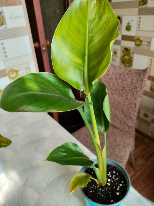 Стрелиция Николая