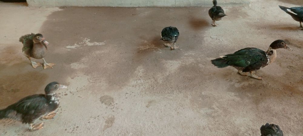 Oʻrdaklar sotiladi
