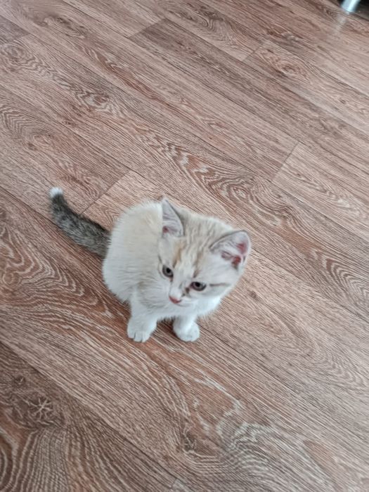 Котенок в добрые руки