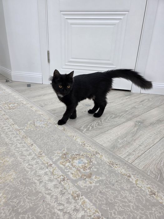 Отдам котёнка в хорошие руки