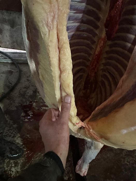 Согым. Конина. Жылқы еті