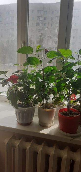 Цветы комнатные.