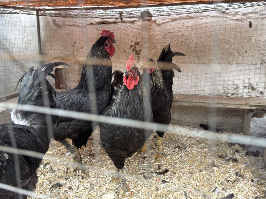 Joja xorozlar sotiladi