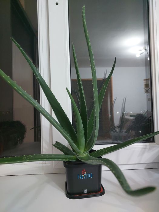 Лечебное растение "Алое вера"