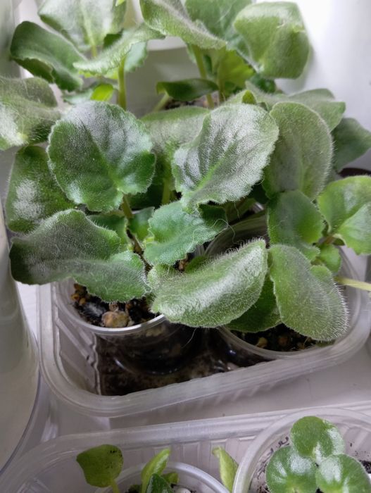 Нежная фиалка продам