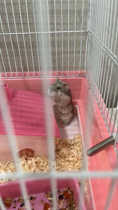 Хомяк джунгарский с клеткой