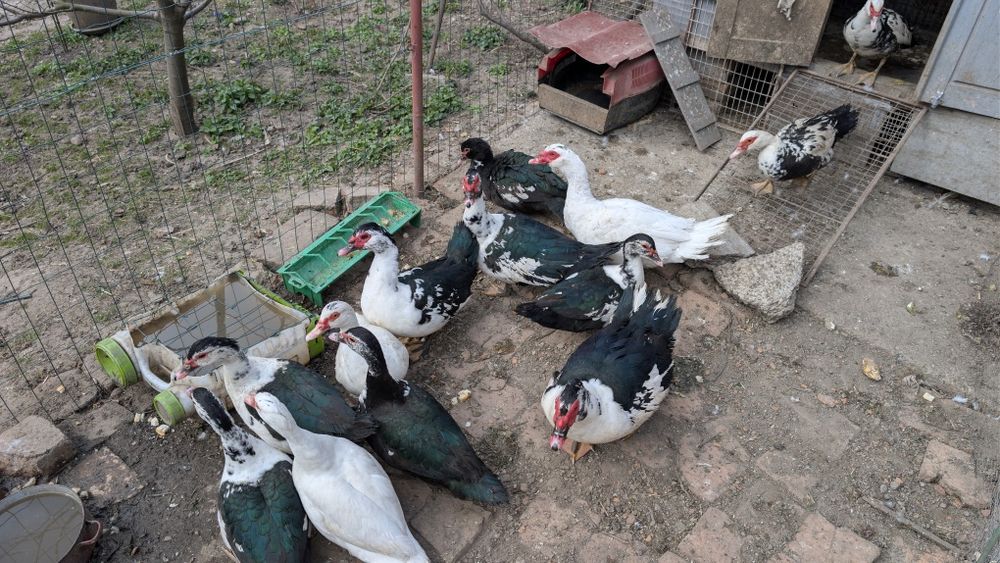 Vând rate mute din 2025 care consuma  melci și limacși