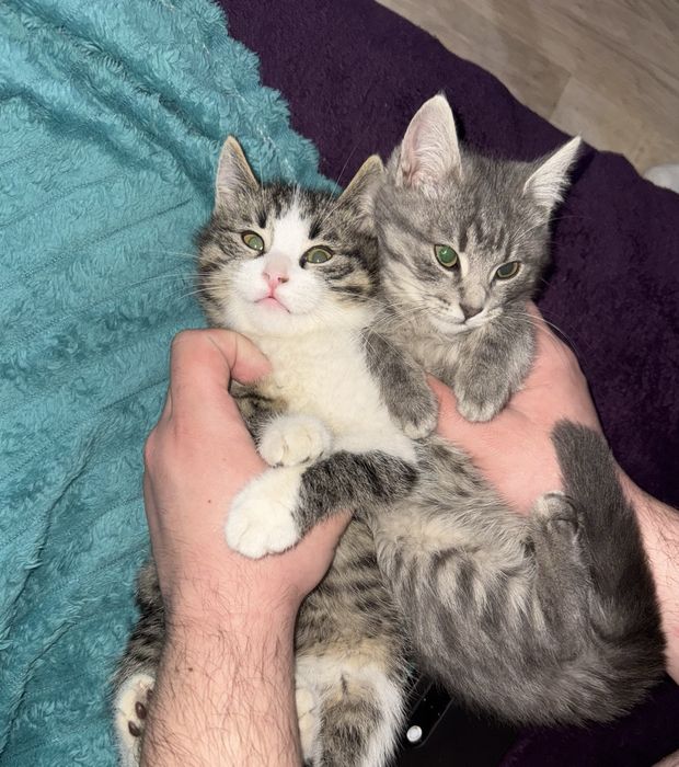 Британский котята