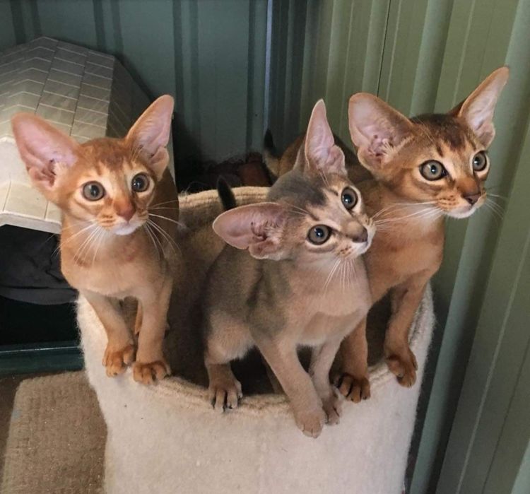 Аби детки всех окрасов