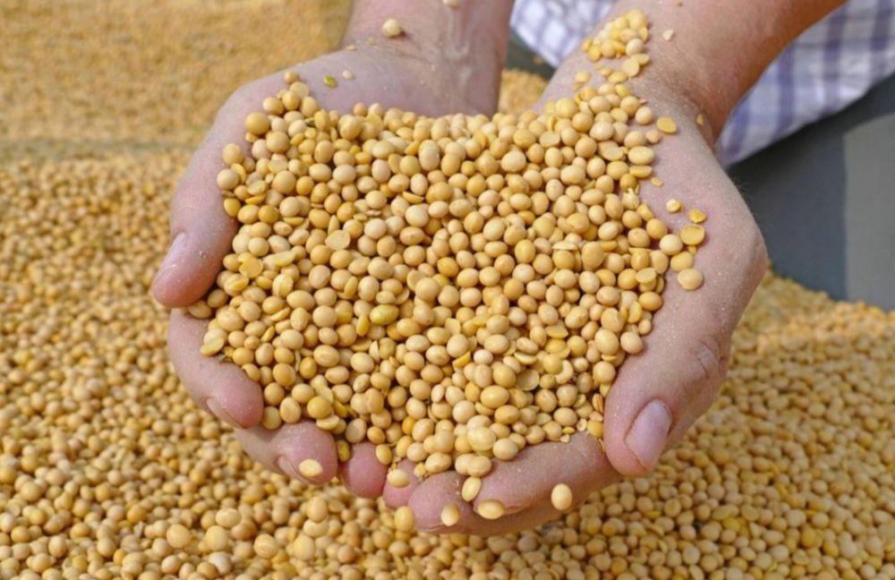 Baobe de soia de prima calitate