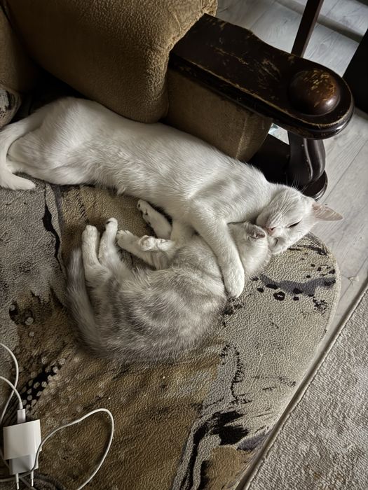 Потеряли кота по имени Юки