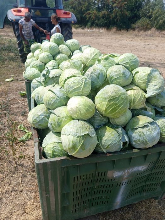 Продавам зеле Хаипо